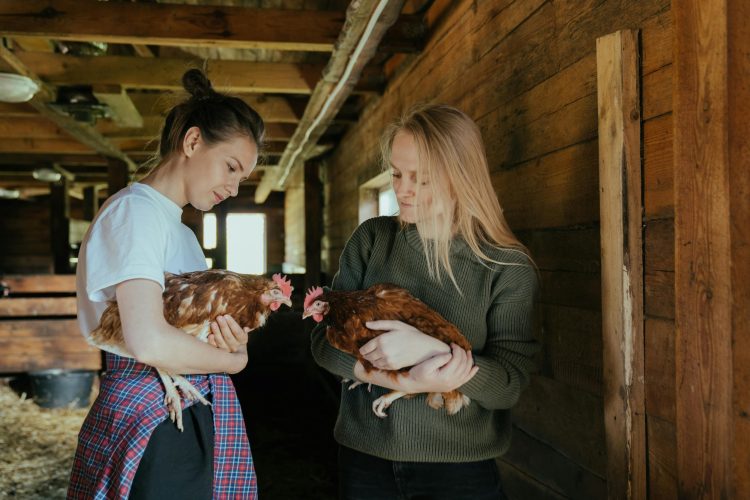 Raising chicken